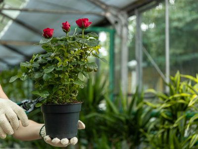 Manfaat Greenhouse untuk Pertanian Modern