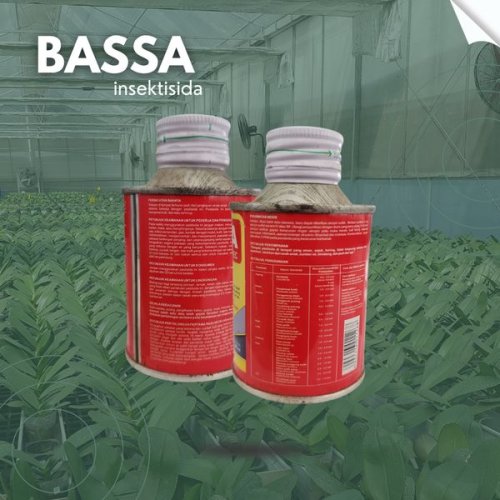 Bassa