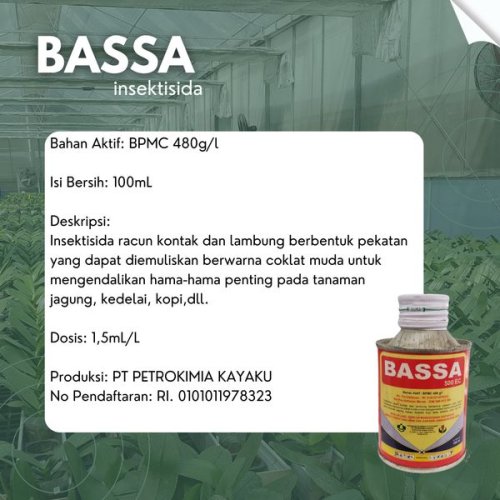 Bassa