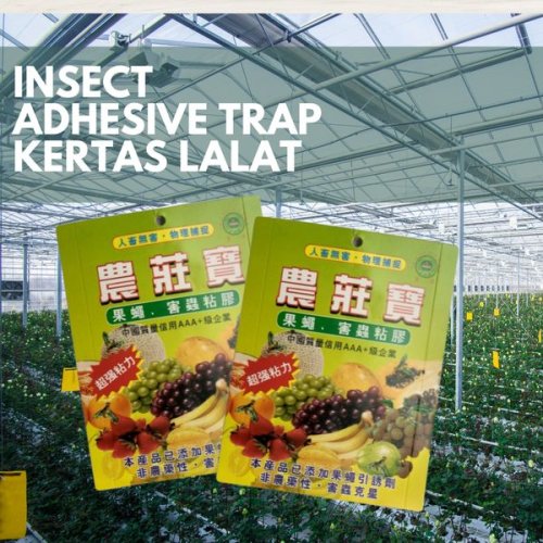Kertas Lalat