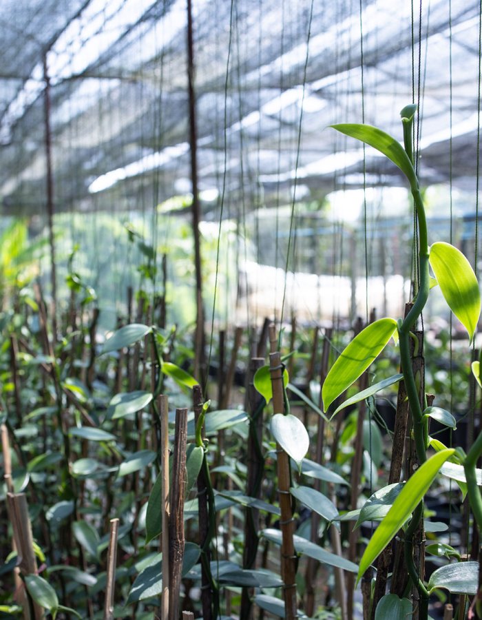 Manfaat Greenhouse untuk Pertanian Modern