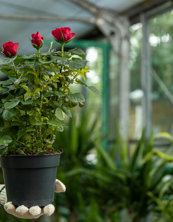 Manfaat Greenhouse untuk Pertanian Modern