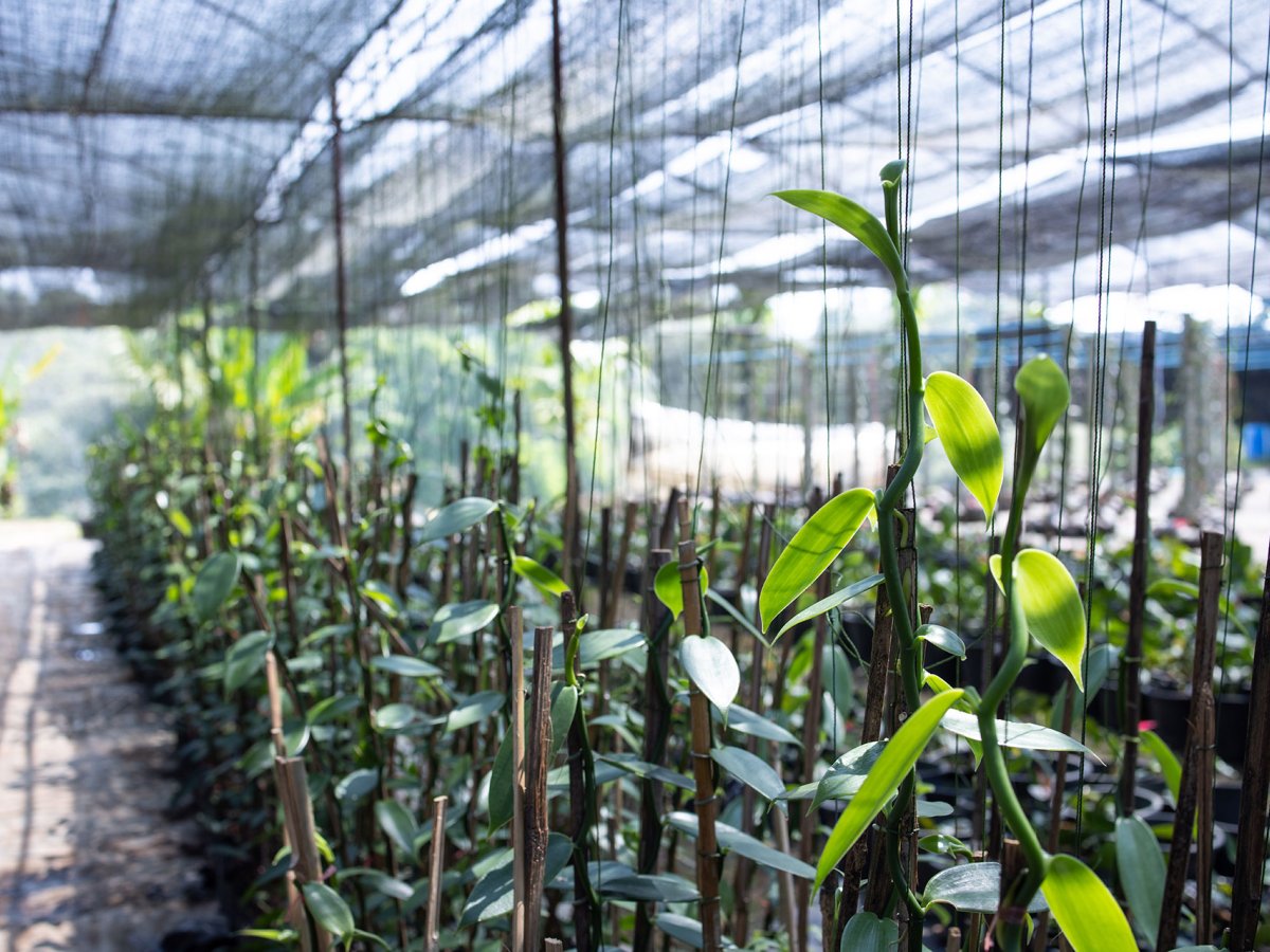 Manfaat Greenhouse untuk Pertanian Modern