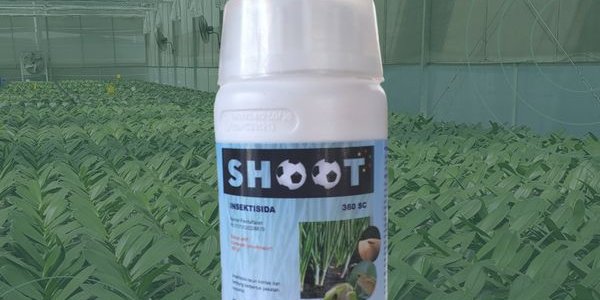 Shoot