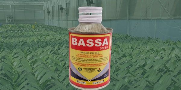 Bassa