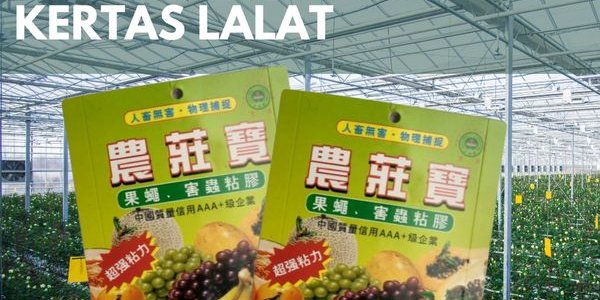 Kertas Lalat