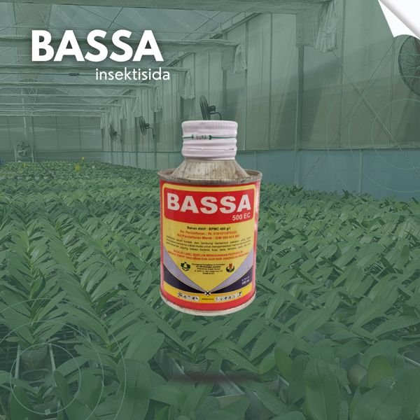 Bassa