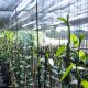 Manfaat Greenhouse untuk Pertanian Modern